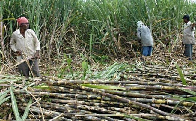 बढ्दो चिसोमा महोत्तरीका किसानलाई कामको चटारो