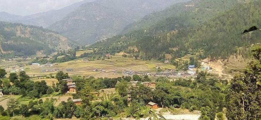 रुकुम पूर्वमा चामलको माग बढ्यो