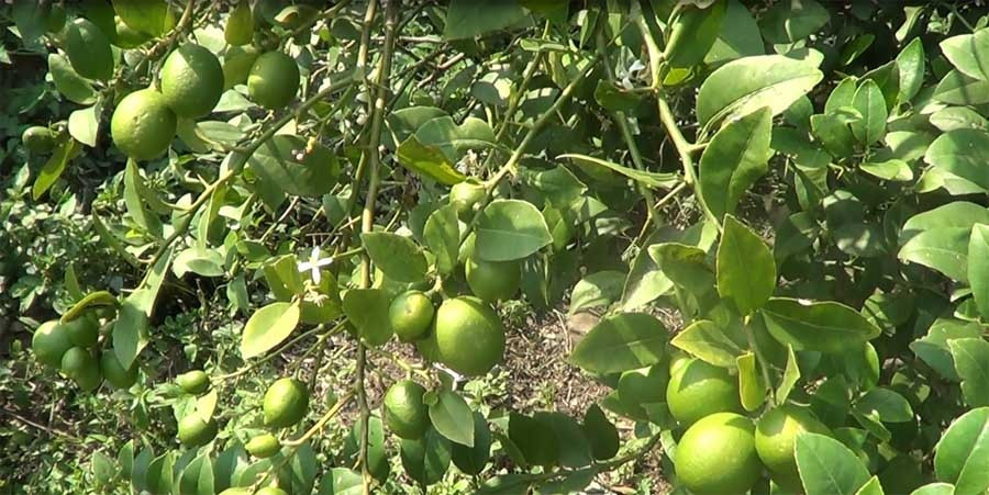 कागती खेतीबाट मनग्य आम्दानी