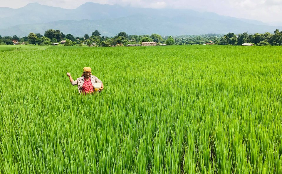 धान उत्पादन ८ प्रतिशत बढ्ने प्रक्षेपण