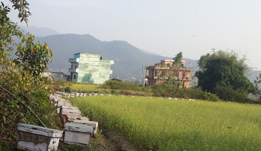नवलपुरका किसान मौरीपालनतर्फ आकर्षित
