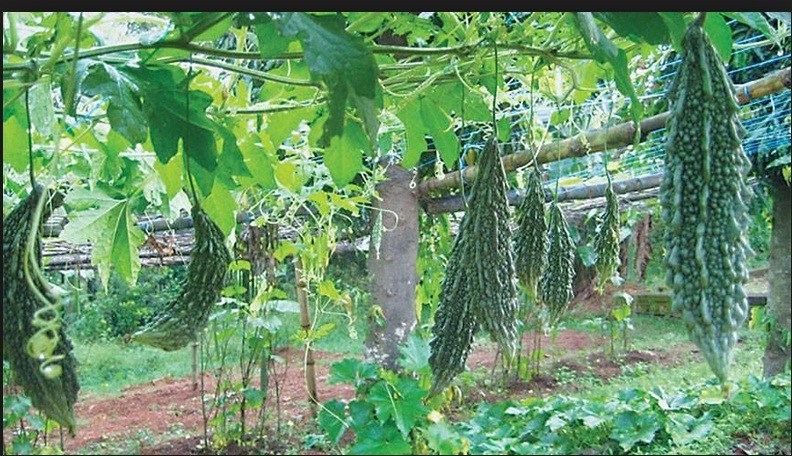 तरकारी खेतीबाट लगानी उठाउनै मुस्किल
