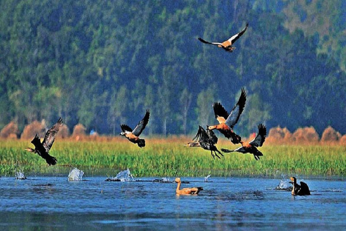 सुरु भयो जलपक्षी गणना