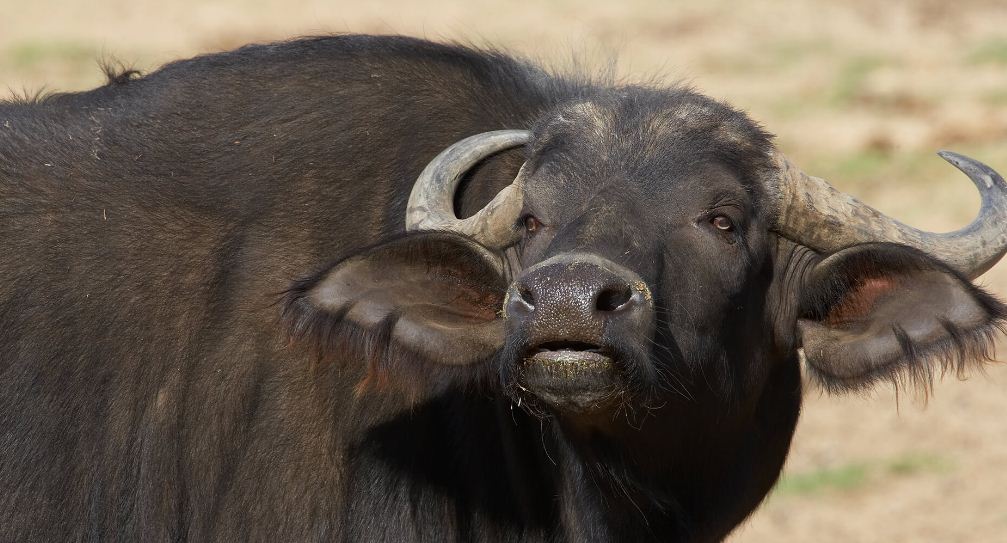 गुल्मीमा बटुलिँदै राँगाको तथ्यांक