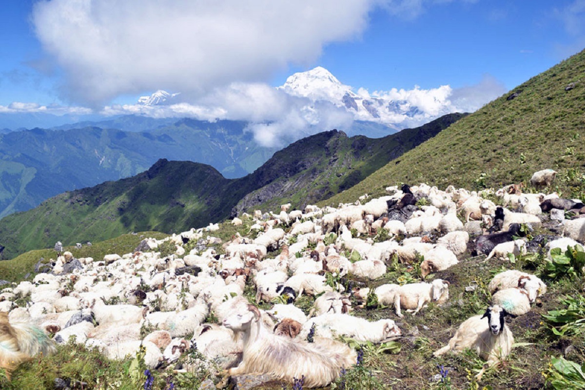 भेडा मर्न थालेपछि म्याग्दीका किसान समस्यामा