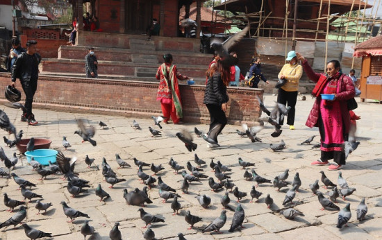 बसन्तपुरमा परेवालाई चारो दिंदै सर्वसाधारण