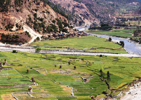 सिंचाइ सुविधा पुगेसँगै जाजरकोटमा लगाएको गहुँबाली