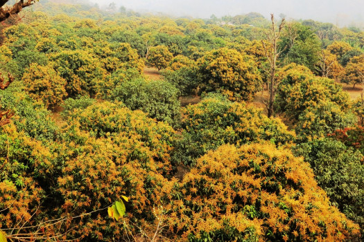 धनकुटाको छिम्सुवा बेंसीमा ढकमक्क फुलेको आँप