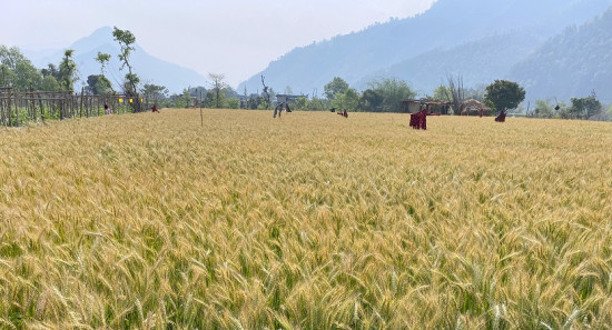 नुवाकोटको पिप्लेमा गहुँ बाली