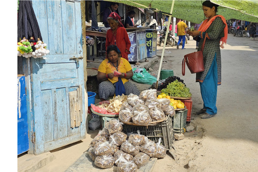 सुर्खेतमा सिन्की बेचेर आम्दानी