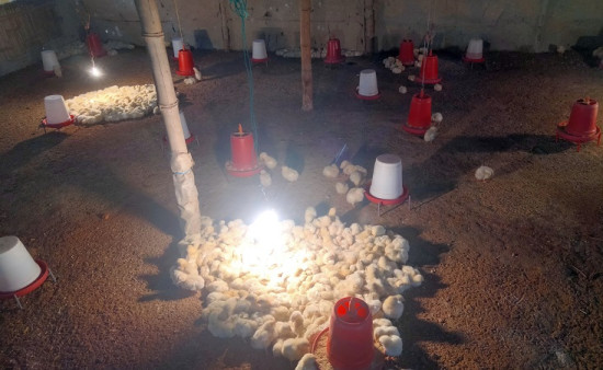 महोत्तरीको एक कुखुरा फार्ममा हुर्किंदै गरेका चल्ला 