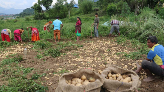 भण्डारण गृह नहुँदा बोरामै कुहिन्छ ढोरपाटनको आलु