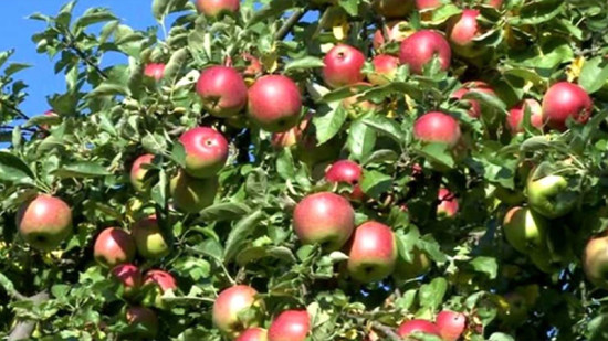 स्याउमा रोग लाग्दा जुम्लाका किसान चिन्तित