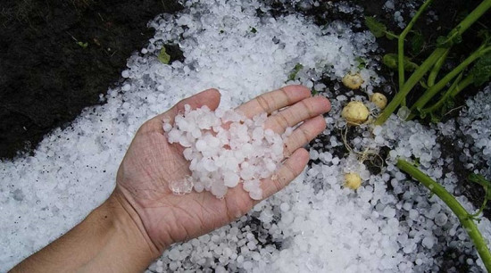 वर्षासँगै परेको असिनाले पाक्नै लागेको बाली नष्ट, किसान चिन्तित