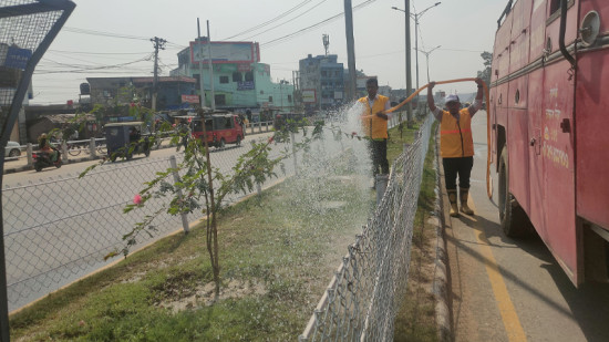 सडक हरियाली बनाउने अभियानमा धनगढी उपमहानगर