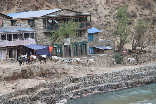 उपल्लो डोल्पामा खच्चडबाट खाद्यान्न ढुवानी