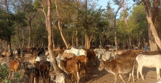 आहारा नपाएर रूखका बोक्रा खाँदै छाडा चौपाया