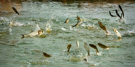 खोटाङमा करेन्ट तथा विस्फोटक पदार्थ प्रयोग गरेर माछा मार्न प्रतिबन्ध
