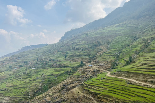 जुनिचाँदेको चैया गाउँमा लगाइएको गहुँबाली