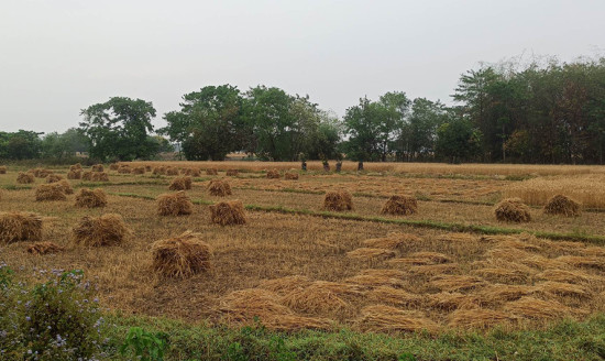 बेमौसमी वर्षाले गहुँबालीमा क्षति