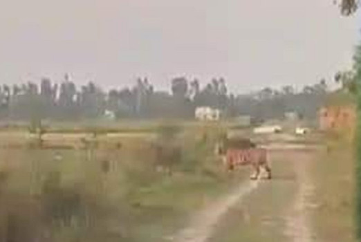 वस्तीमा बाघ देखिन थालेपछि बेलौरी–पुनर्वासका स्थानीय त्रसित