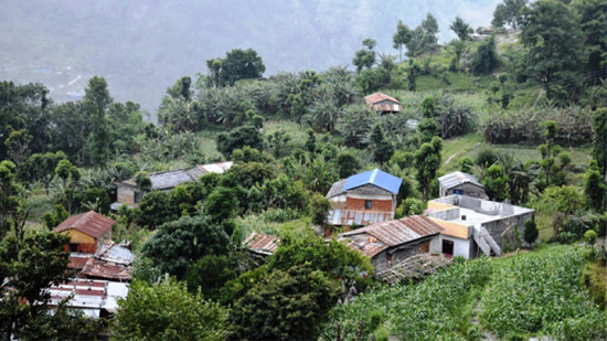 केरा बेचेर वार्षिक डेढ करोडभन्दा बढी आम्दानी गर्दै खबराका किसान