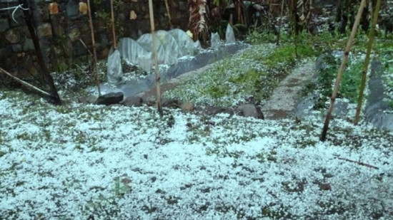 झापामा हावाहुरीसहितको असिनाले तरकारी बालीमा क्षति