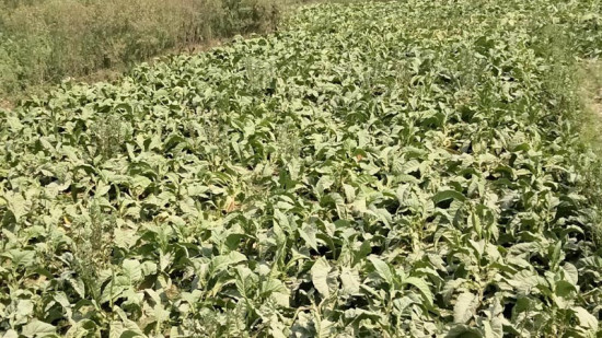 महोत्तरीको हरी गाउँमा सुर्ती खेती