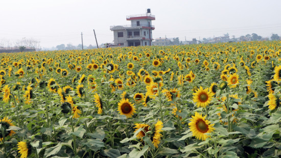 चितवनमा सूर्यमुखीको व्यावसायिक खेती