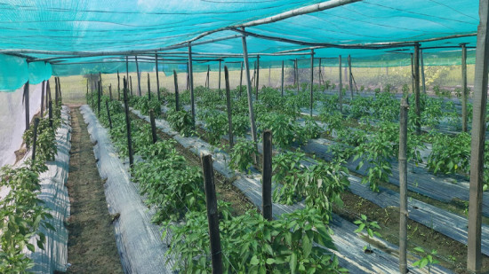 तरकारी खेतीबाट वार्षिक १२ लाख आम्दानी गर्दै चन्द्रबहादुर