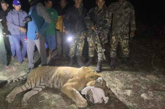 वस्ती पसेर आतंक मच्चाउने बाघ नियन्त्रणमा