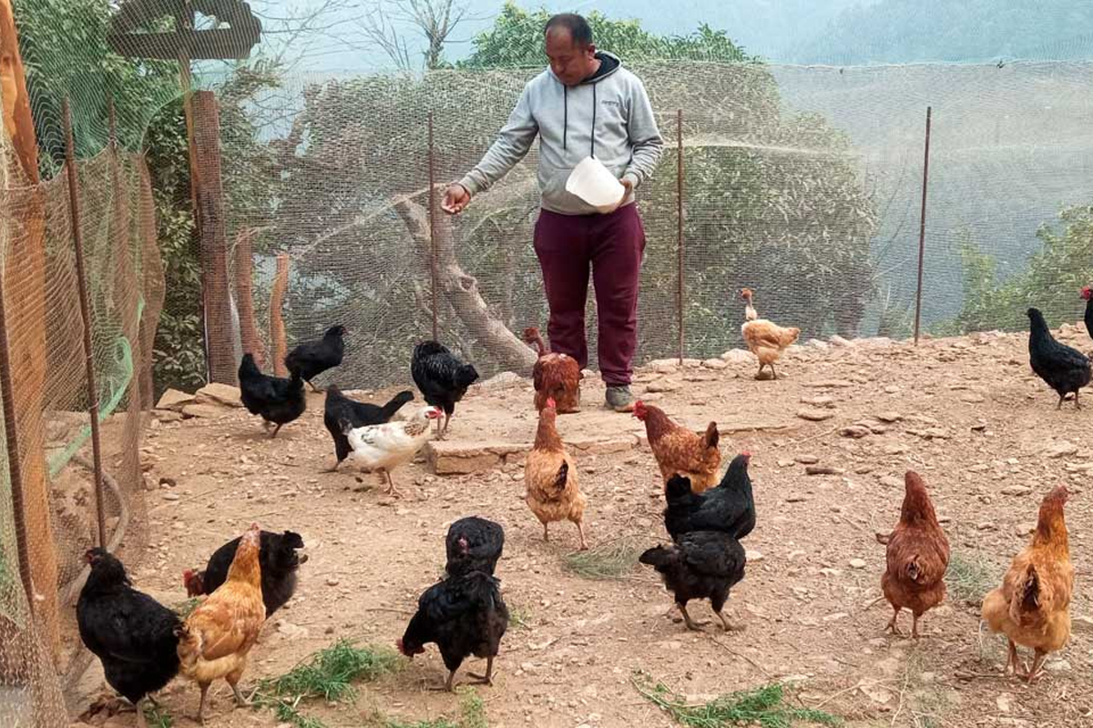 कुखुरा र कालिजपालनतर्फ युवाको आकर्षण बढ्दो