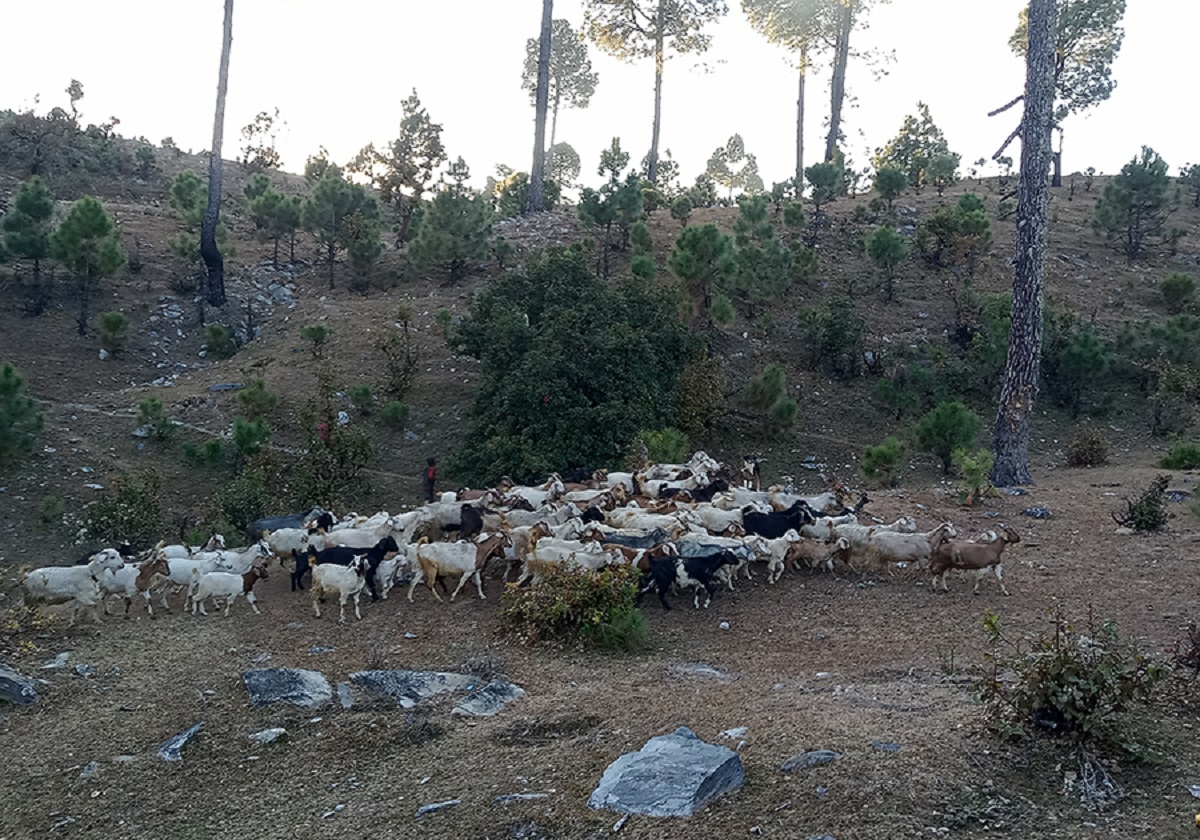 बझाङको पुँगरमै बाख्रा पालनबाट मनग्य आम्दानी