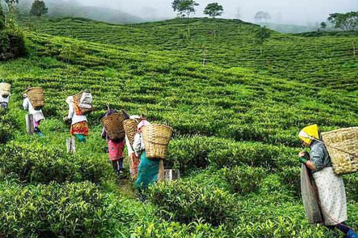 प्रदेश नम्बर १ लाई चिया विशेष क्षेत्र घोषणा गर्न माग