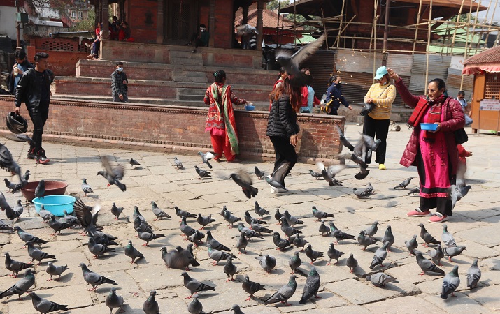 बसन्तपुरमा परेवालाई चारो दिंदै सर्वसाधारण
