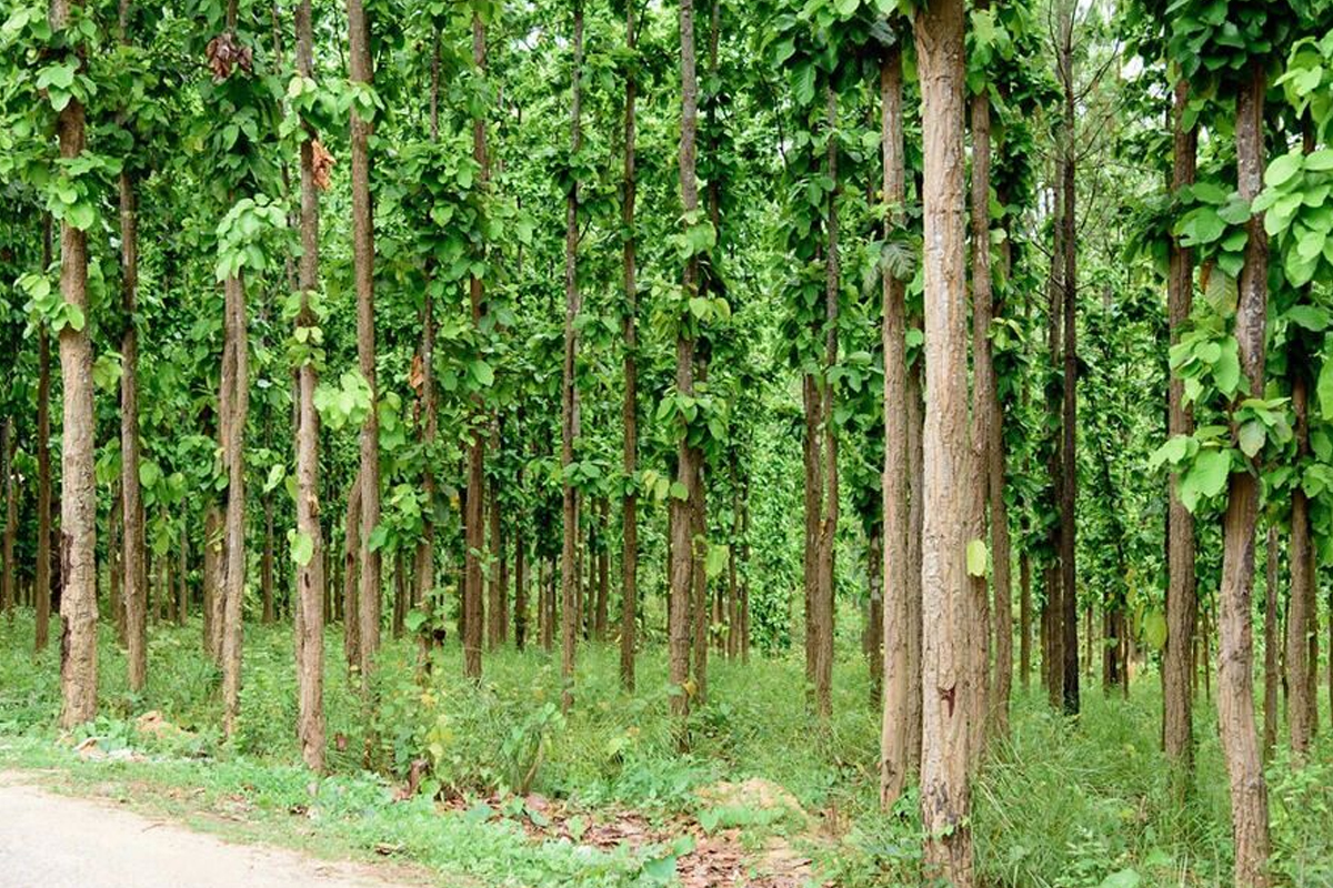 खेतीपाती नहुने जग्गा सदुपयोग गर्न निजी वनमा आकर्षण