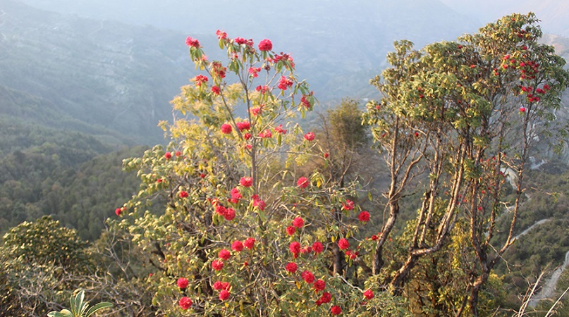 चैतमै निख्रिए म्याग्दीमा गुराँसका फूल