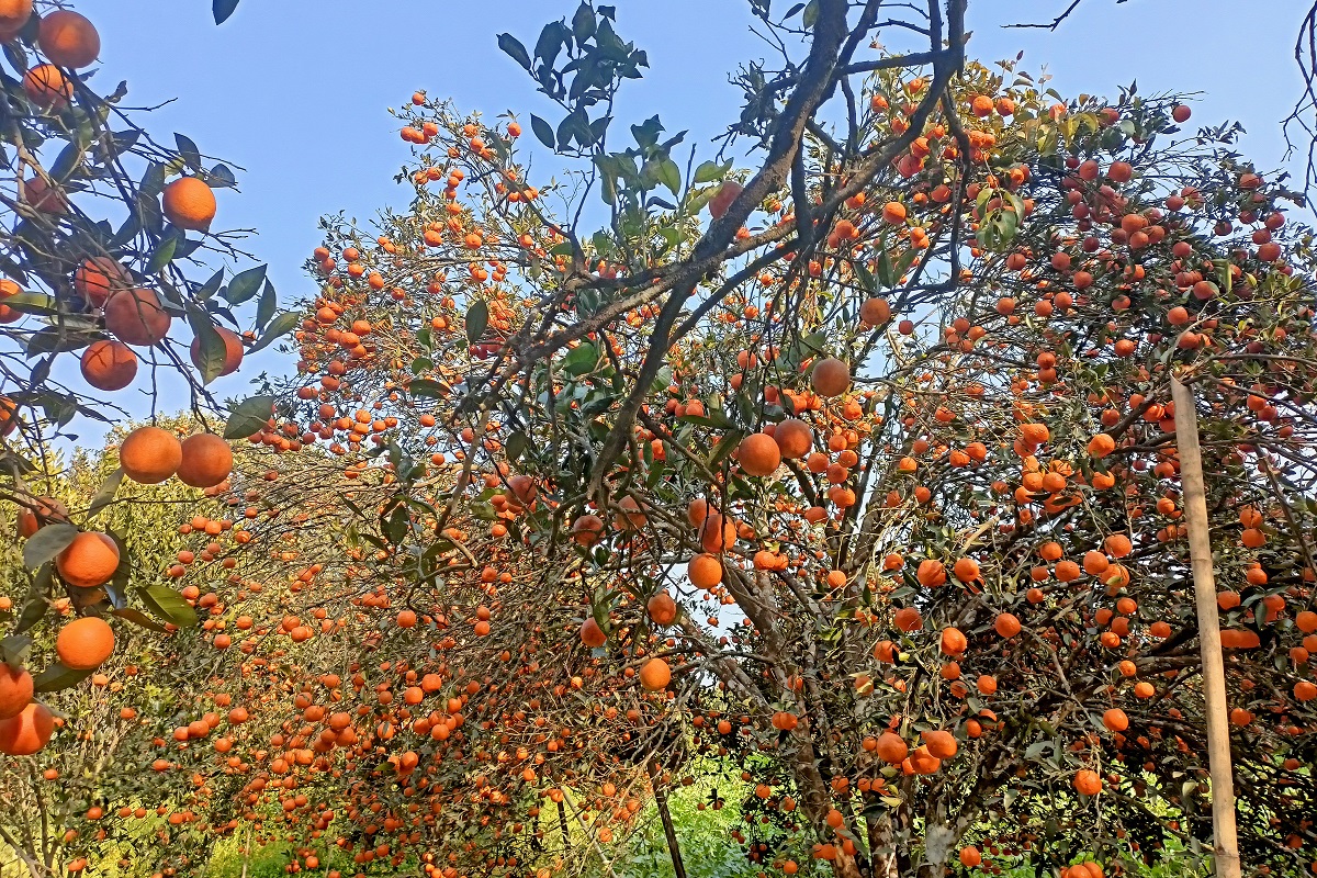 सिन्धुलीको गोलञ्जोर गाउँपालिका–४ स्थित माझकुभिण्डेका किसानका बगैंचामा बोटले थेग्नै नसक्ने गरी फलेको पहेंलपुर जुनार र सुन्तला