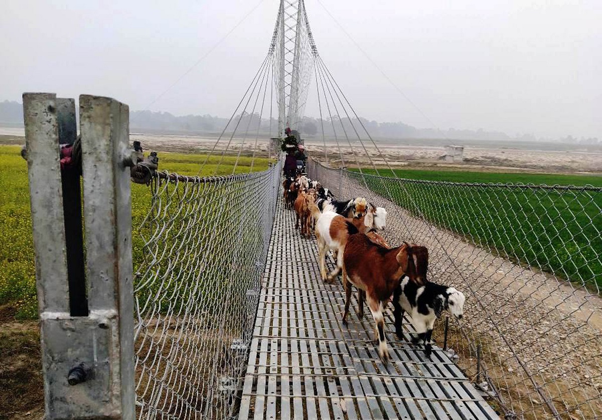 झोलुंगे पुलमा बाख्रा ल्याउँदै गरेका किसान