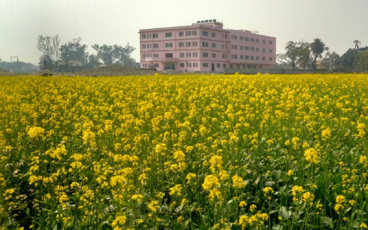 महोत्तरीमा तोरी खेती