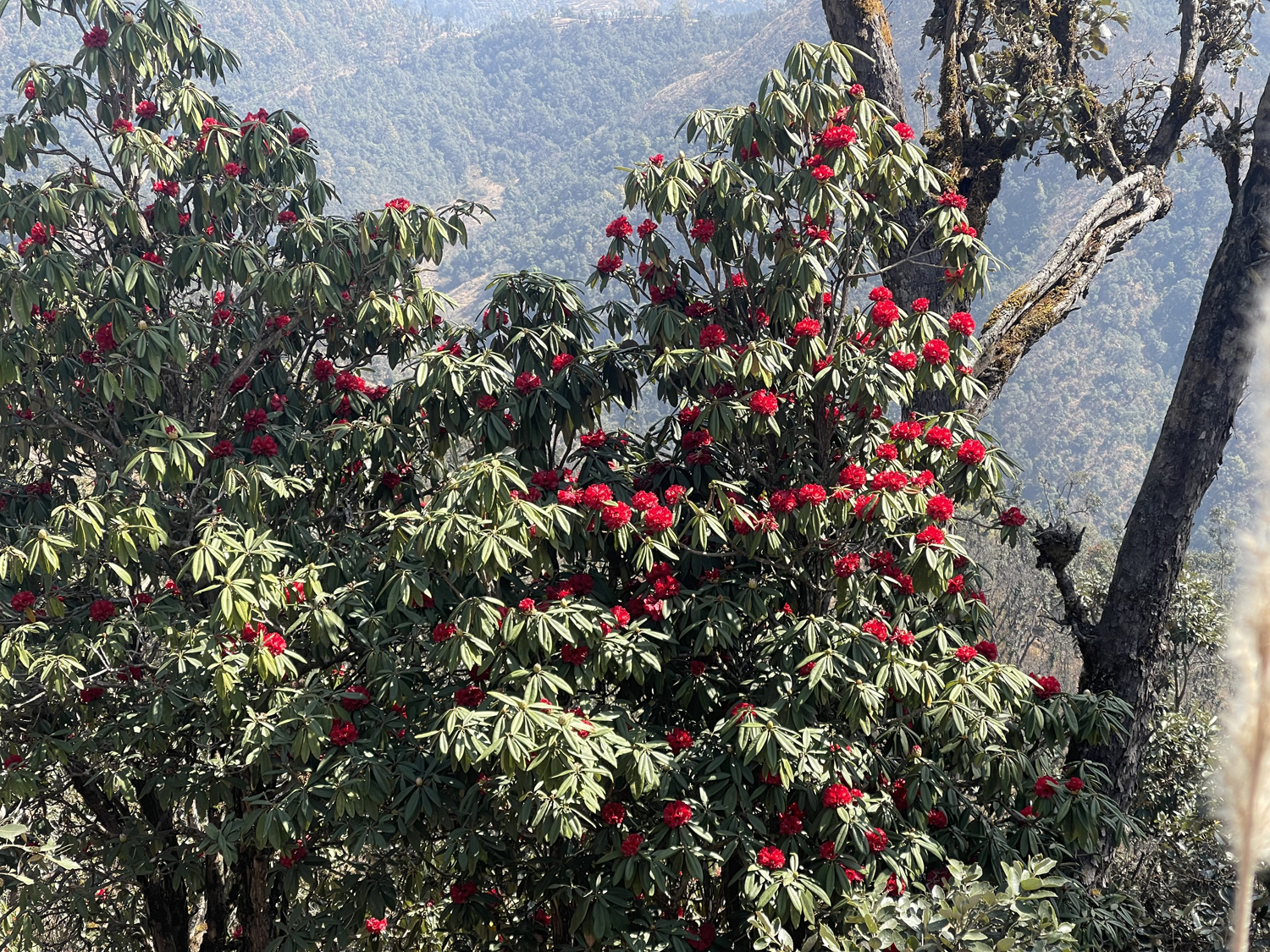 सुर्खेतको पाखापानीमा ढकमक्क फूलेको लालीगुराँस