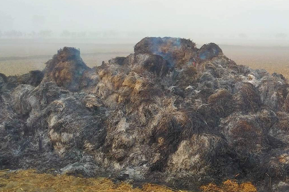 रौतहटमा दुई बिगाहा खेतको धानमा जलेर नष्ट