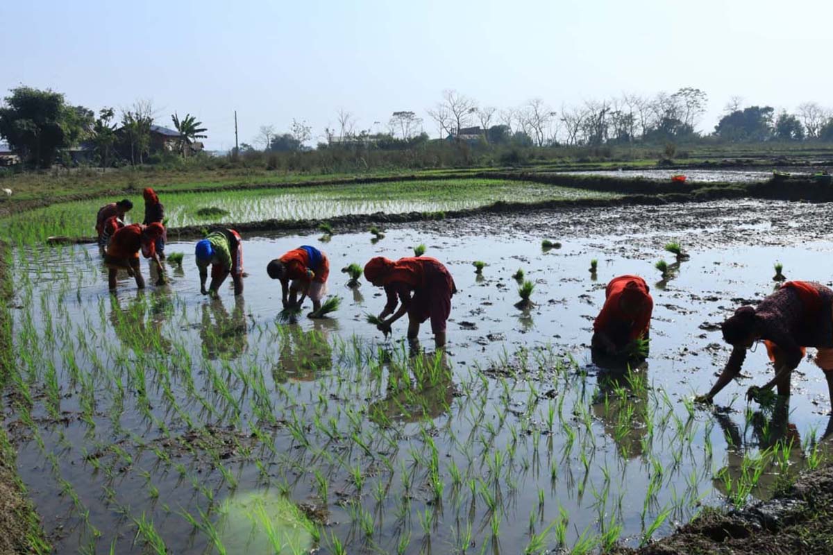 माघमा पनि धान रोपाइँ