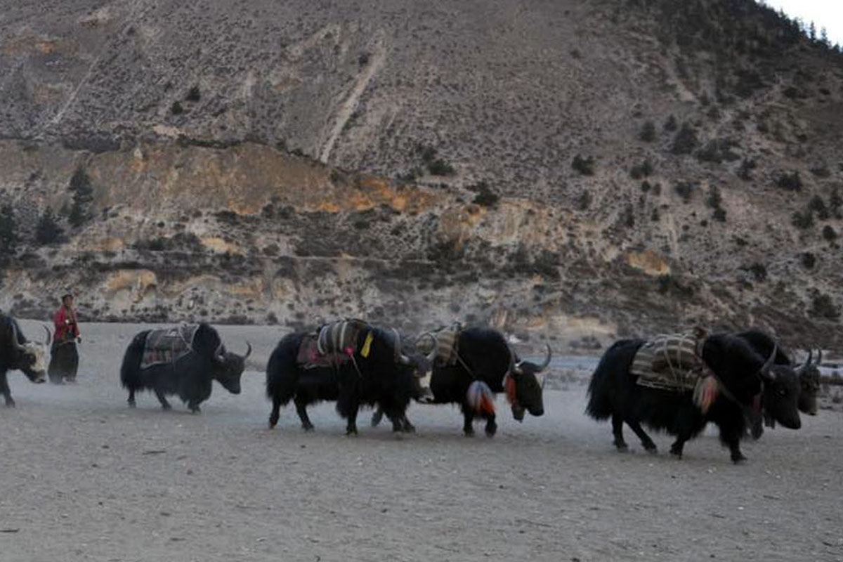 चौंरीको भरमा खाद्यान्न ढुवानी