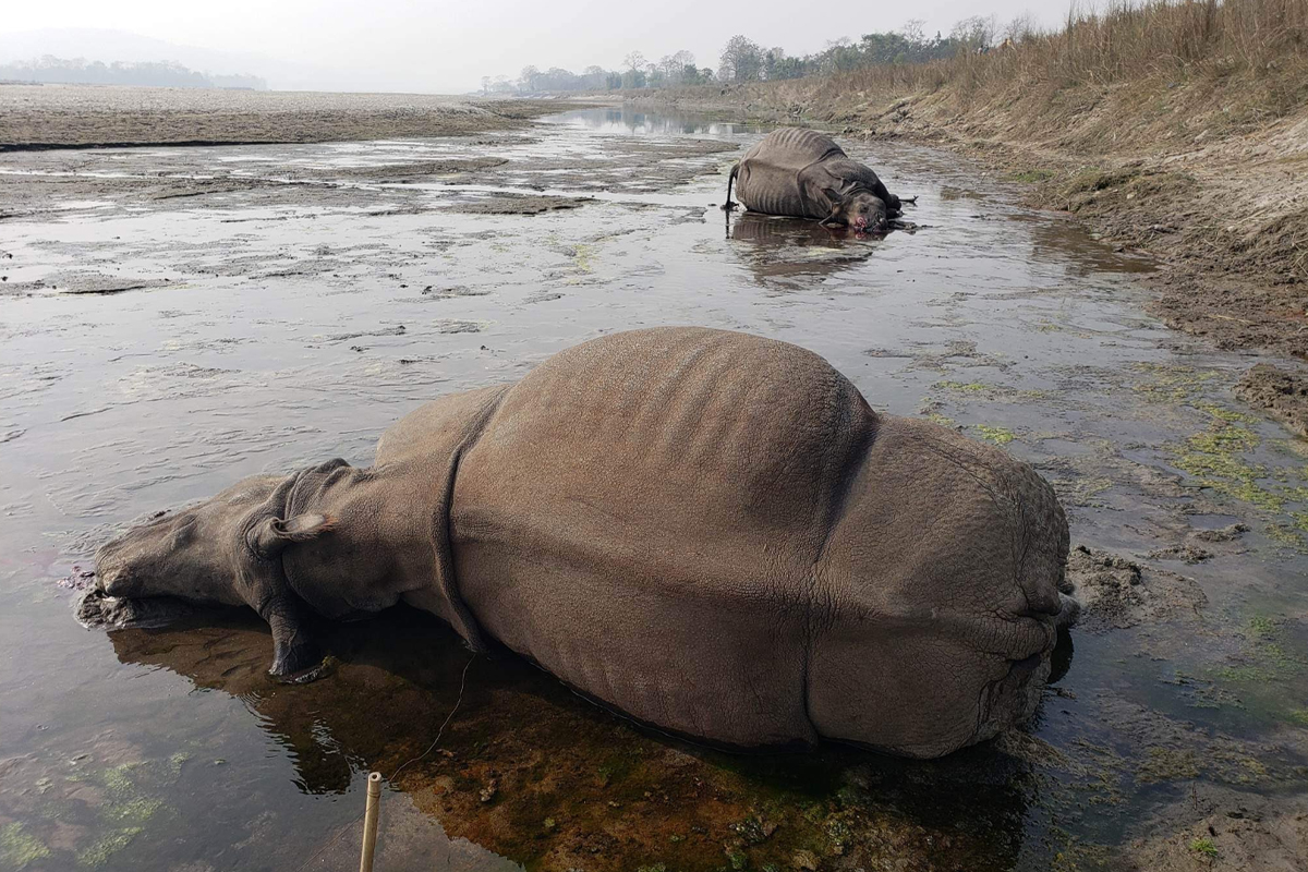 गैंडा मर्न थालेपछि उच्च सतर्कता अपनाउँदै चितवन राष्ट्रिय निकुञ्ज