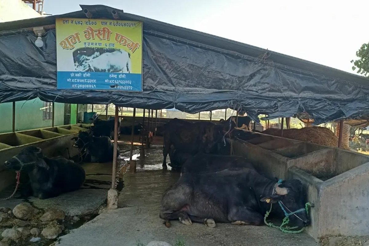 भैंसीपालनबाट मनग्य आम्दानी गर्दै वकी डाँगी