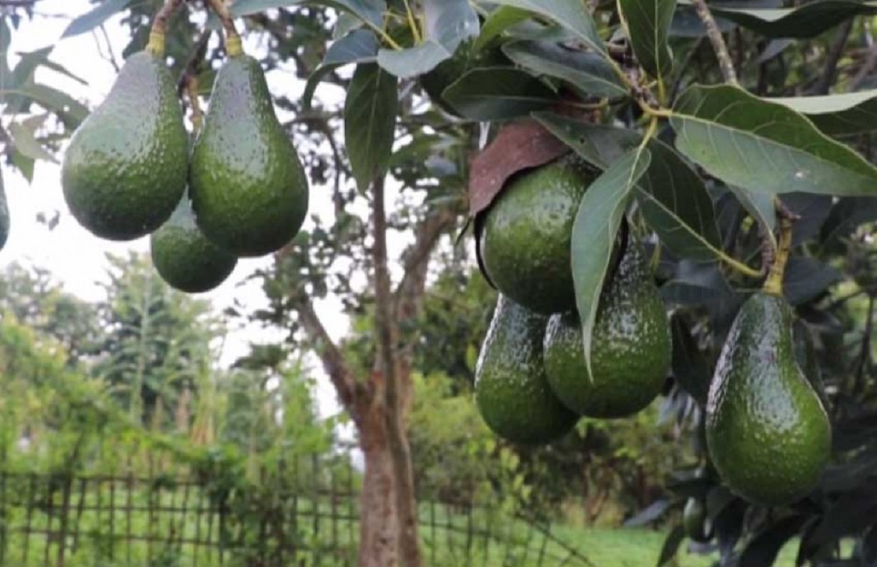 एभोकाडोको उत्पादनमा वृद्धिसंगै माग उच्च