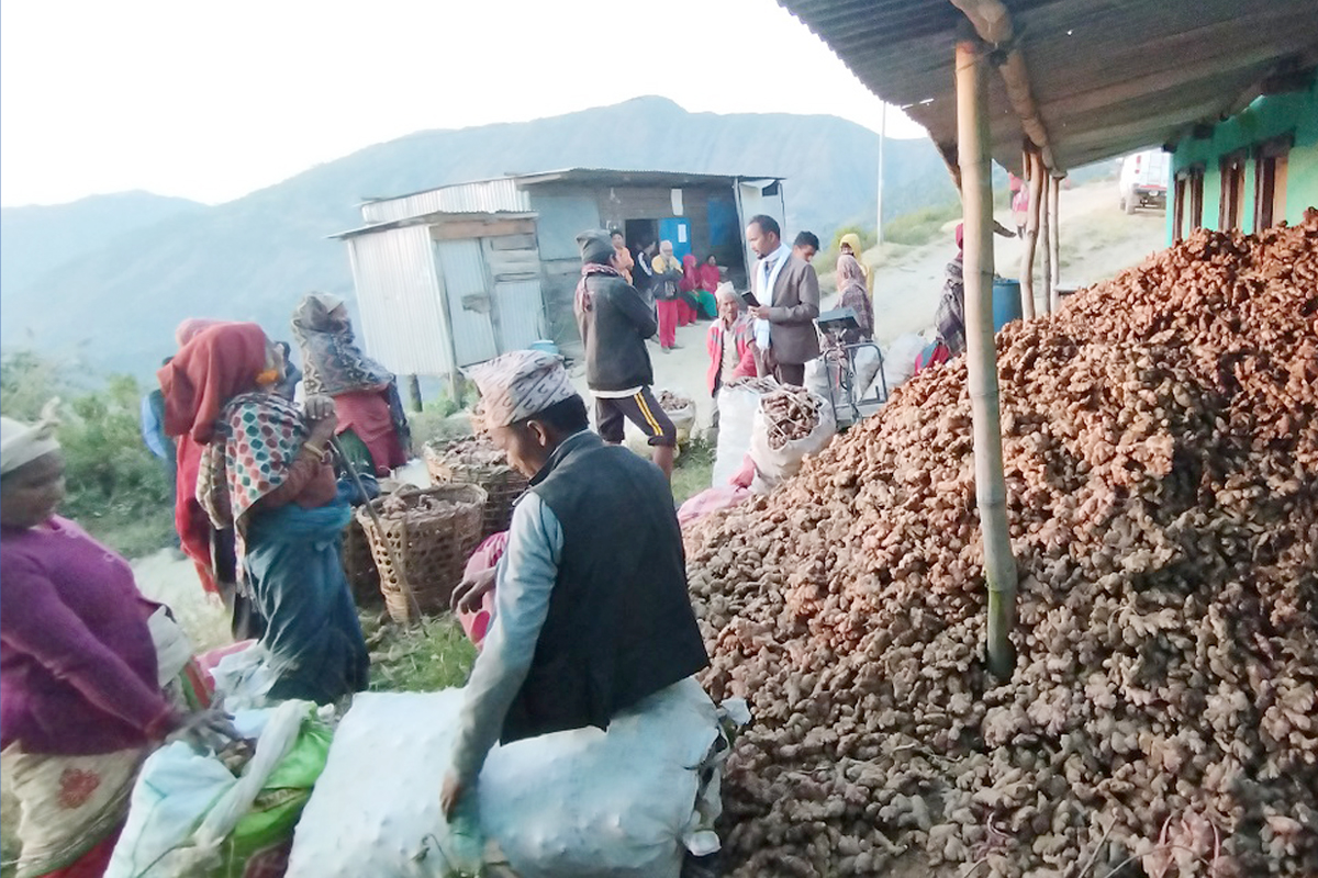 उदयपुरका किसानको पीडा- अदुवा उत्पादन बढ्यो तर मूल्य पाइएन