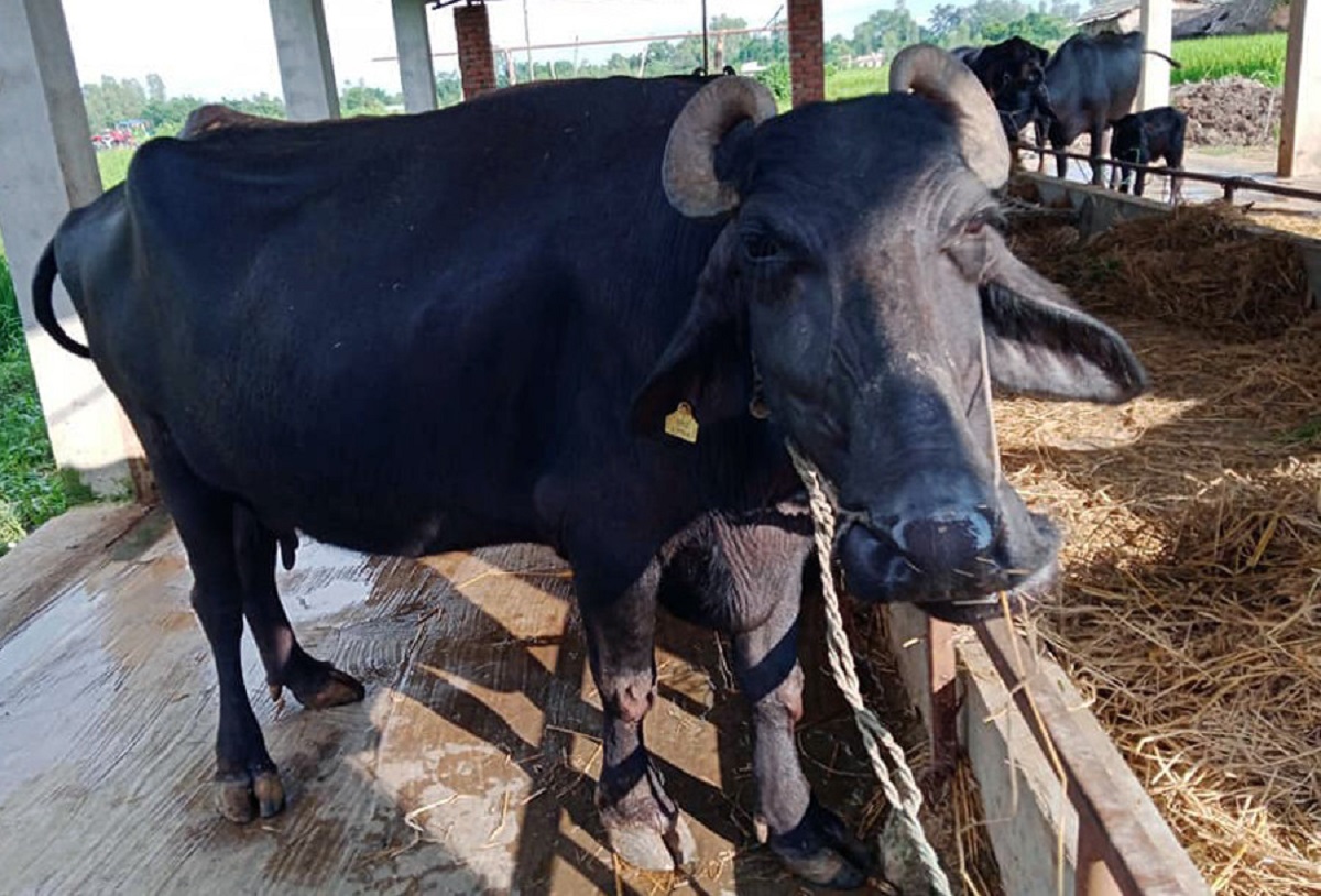 भैँसीपालनमा अनुकरणीय बन्दै नरनारायण