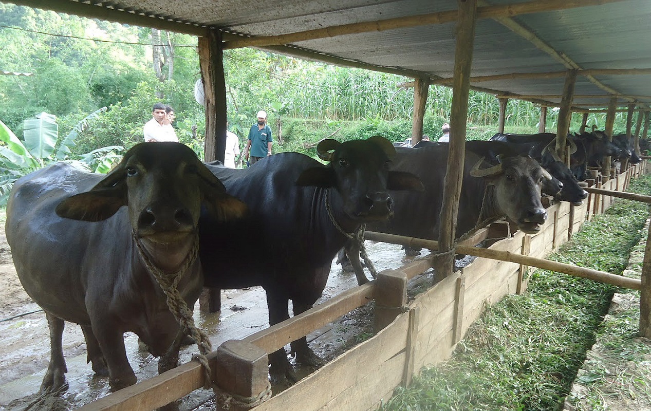 अनुदानमा भैंसी पाएसँगै फेरियो किसानको दैनिकी